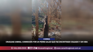 CRUELDAD ANIMAL EN CORREA: CONMOCIÓN POR UN PERRO GALGO QUE FUE ENCONTRADO COLGADO Y SIN VIDA