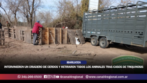 ALERTA SANITARIA EN IBARLUCEA: INTERVINIERON UN CRIADERO DE CERDOS Y RETIRARON TODOS LOS ANIMALES TRAS CONFIRMARSE CASOS DE TRIQUINOSIS