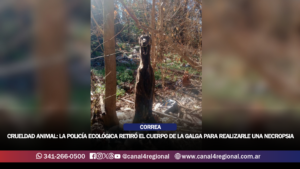 CASO DE CRUELDAD ANIMAL EN CORREA: LA POLICÍA ECOLÓGICA RETIRÓ EL CUERPO DE LA GALGA PARA REALIZARLE UNA NECROPSIA