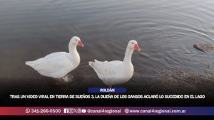ROLDÁN: TRAS LA DIFUSIÓN DE UN VIDEO VIRAL EN TIERRA DE SUEÑOS 3, LA DUEÑA DE LOS GANSOS ACLARÓ LO SUCEDIDO EN EL LAGO