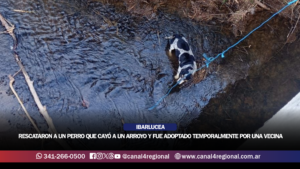 IBARLUCEA: RESCATARON A UN PERRO QUE CAYÓ A UN ARROYO Y FUE ADOPTADO TEMPORALMENTE POR UNA VECINA