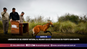 LIBERARON EN SU HÁBITAT NATURAL AL AGUARÁ GUAZÚ RESCATADO EN PUERTO SAN MARTÍN