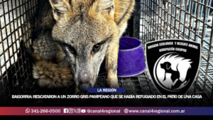 GRANADERO BAIGORRIA: RESCATARON A UN ZORRO GRIS PAMPEANO QUE SE HABÍA REFUGIADO EN EL PATIO DE UNA CASA