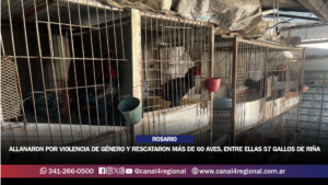 ROSARIO: ALLANARON POR VIOLENCIA DE GÉNERO Y RESCATARON MÁS DE 60 AVES, ENTRE ELLAS 57 GALLOS DE RIÑA