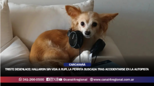 TRISTE DESENLACE: HALLARON SIN VIDA A RUFI, LA PERRITA BUSCADA TRAS ACCIDENTARSE EN LA AUTOPISTA ROSARIO-CÓRDOBA