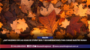 ¿QUÉ HACEMOS CON LAS HOJAS DE OTOÑO? GUÍA Y RECOMENDACIONES PARA CUIDAR NUESTRO LUGAR